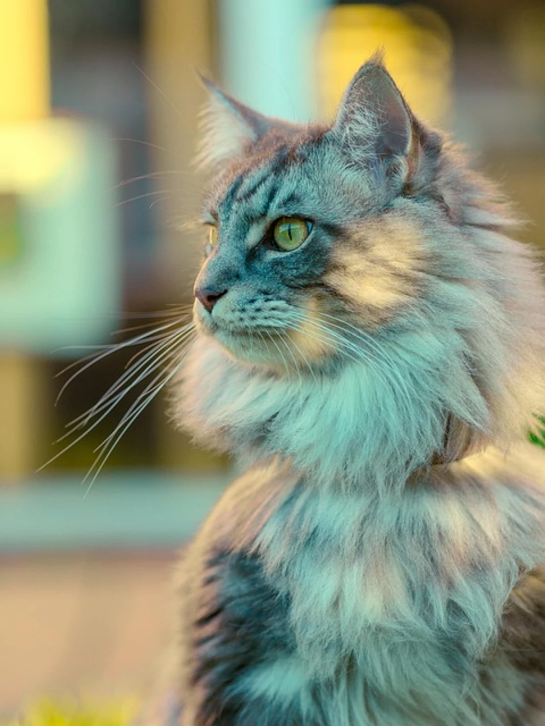 Gato Maine Coon