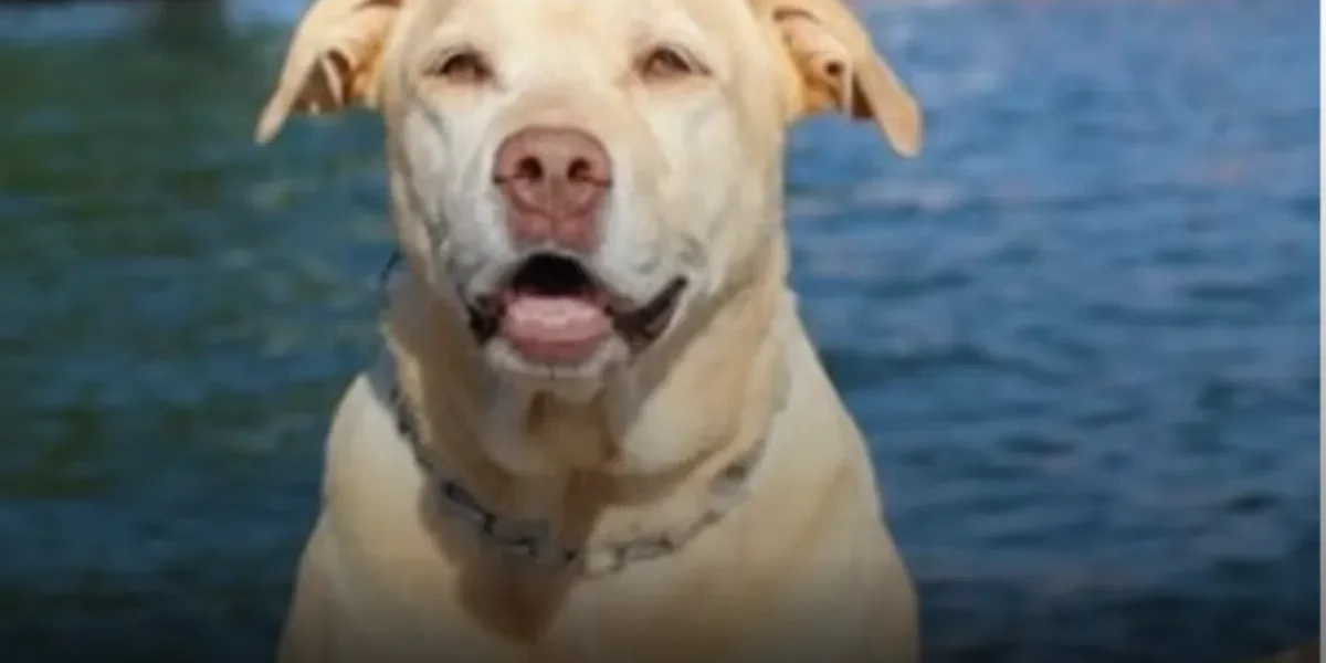 Thor: O Herói de Quatro Patas que Deixou Marcas na História