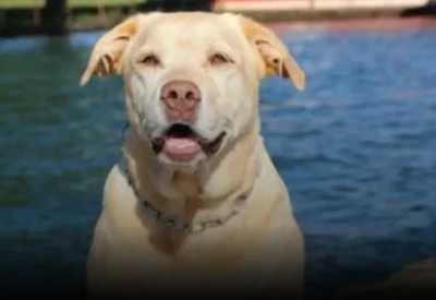 Thor: O Herói de Quatro Patas que Deixou Marcas na História