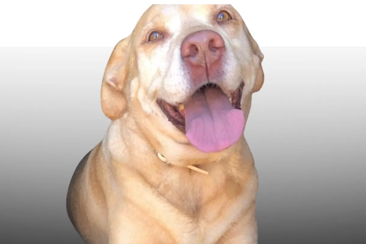 Thor: O Herói de Quatro Patas que Deixou Marcas na História