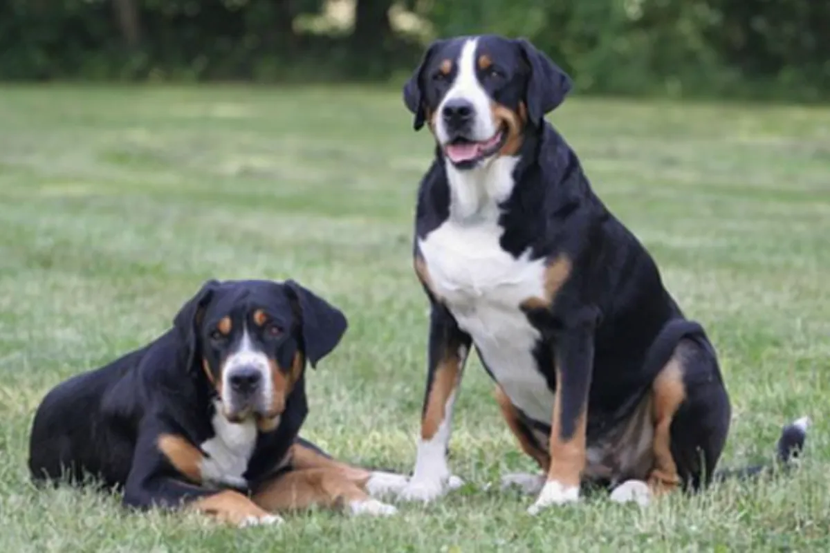 6 Raças de Cães TÃO PODEROSAS Que Podem Derrubar um Rottweiler!