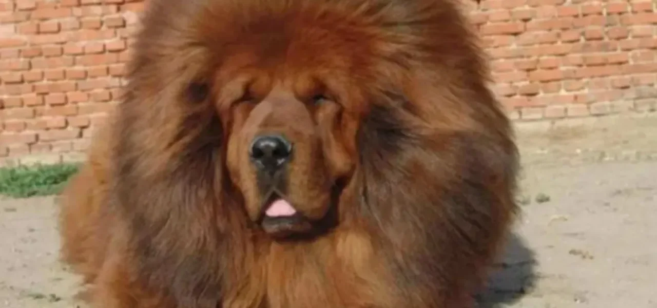 Mastim Tibetano: Guia Completo do Cachorro Gigante de Milhões