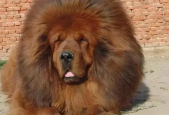 Mastim Tibetano: Guia Completo do Cachorro Gigante de Milhões