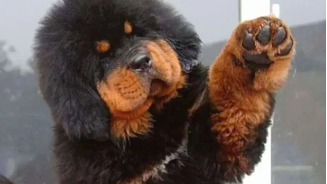 Mastim Tibetano: Guia Completo do Cachorro Gigante de Milhões