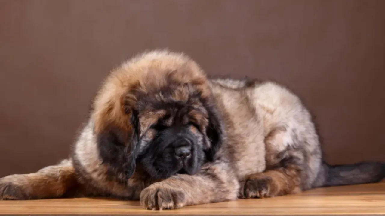 Mastim Tibetano: Guia Completo do Cachorro Gigante de Milhões