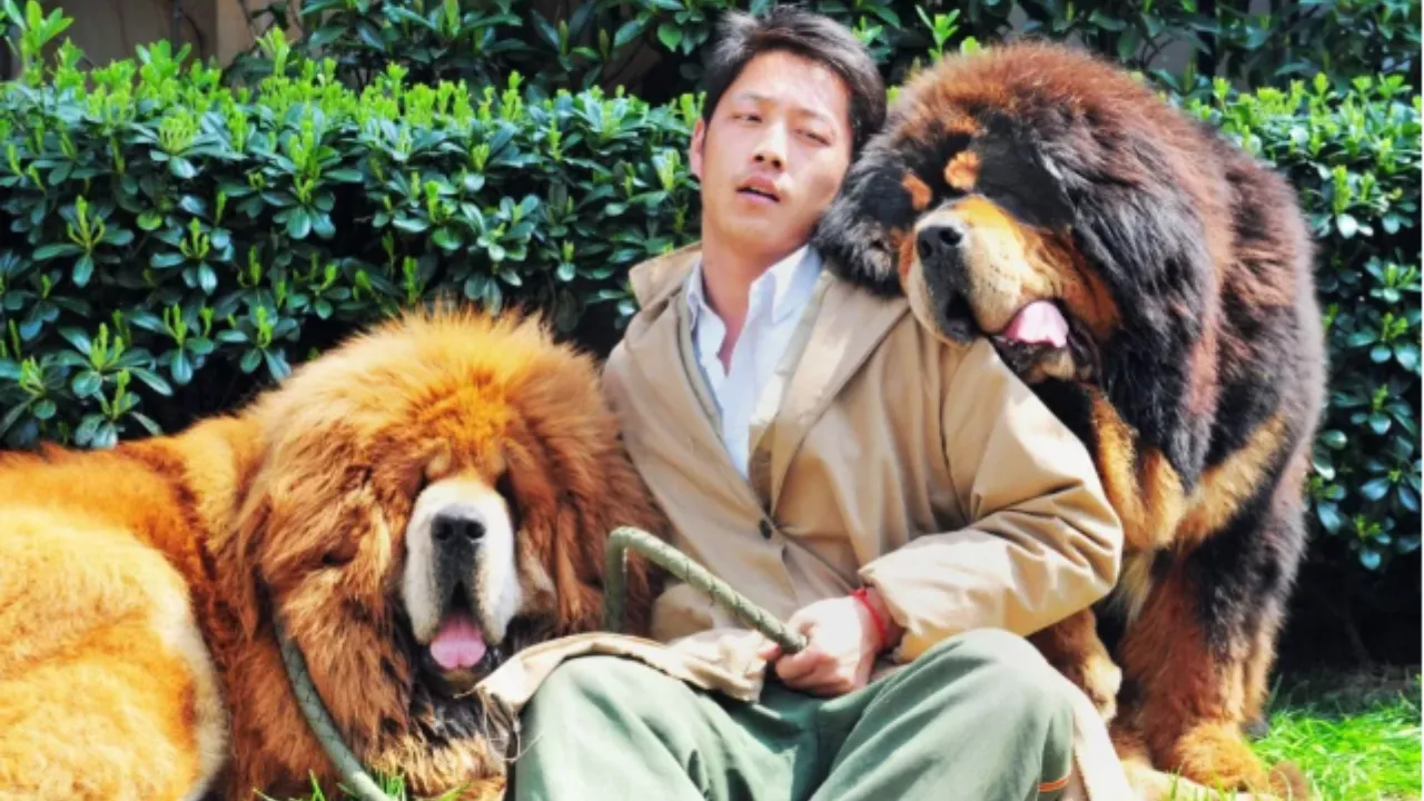Mastim Tibetano: Guia Completo do Cachorro Gigante de Milhões
