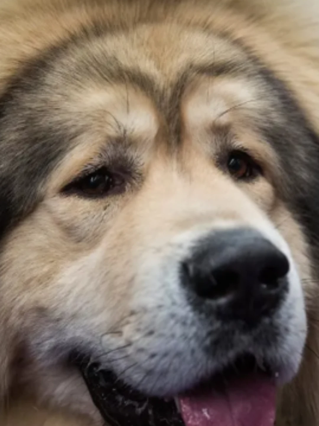 Mastim Tibetano: guia completo do cachorro gigante que vale milhões