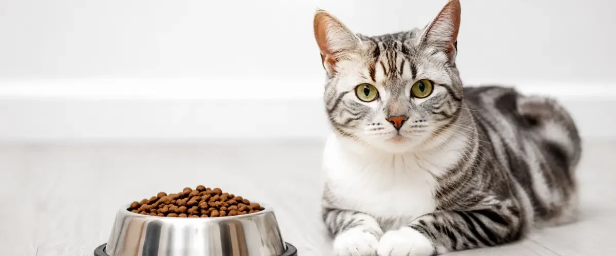 Ração para Gatos Castrados Qual a Melhor Escolha para a Saúde do Seu Pet