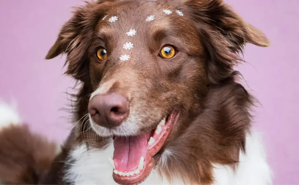 Cachorro com mau halito o que causa e como resolver sem veterinario