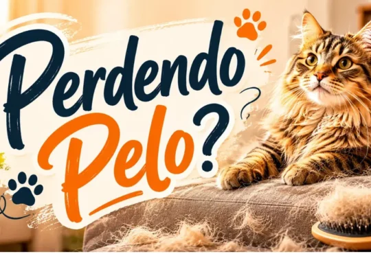 Gato Perdendo Pelo Demais